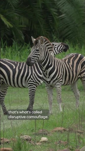 Celebrating our dazzling zebras ✨ | International Zebra Day