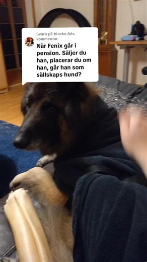 Svarar @blacke.86 i dwn bästa av världar går Fenix stanna hos mig tills han tar sitt sista andetag. Vi är oerhört fästa vid varandra och öxwn om det finns aldra människor sol han tycker om så väljer han alltid mig. Men cu for ju se... Han kanske inte alls uppskattar att stanna hos mig sol pensionär. Han kanske blir stressad över att jag går it och jobbar med en annan hund. Jag ska såklart försöka förebygga det, men ol det blir så så är det ju inte till hans bästa att stanna hos mig. Då har jag e
