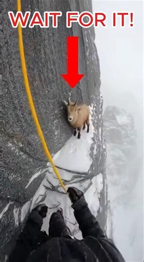Raw Bodycam Footage of a Mountain Goat Rescue on a Steep Cliff