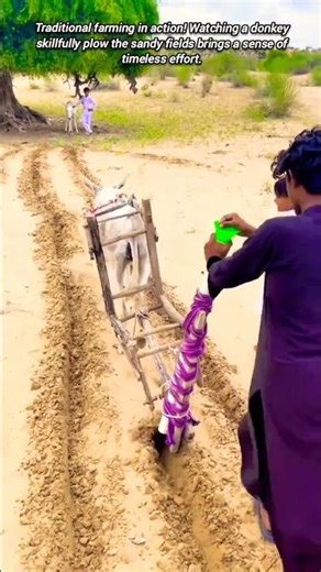 What an Amazing Way to Till the Soil with a Donkey Plow.