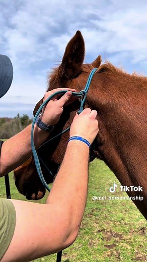 Seth McLaughlin Horsemanship on TikTok