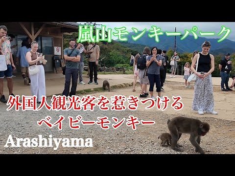 2024年10月15日（火） 外国人観光客に大人気の嵐山モンキーパークが凄すぎる❗️ Arashiyama Monkey Park 【4K】