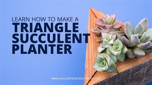 Make Your Own Triangle Succulent Planter Arrangement