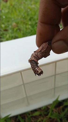 Caterpillar in a cocoon. #insects #animals