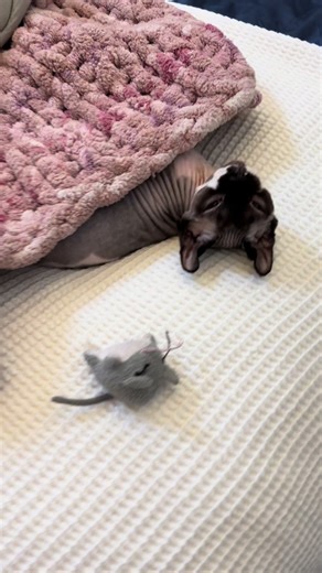 A Little Girl and Her Favorite Mouse