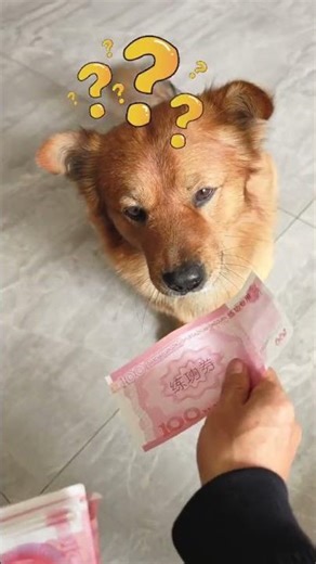 Decoding Dogs: Unmasking Their True Feelings in Seconds