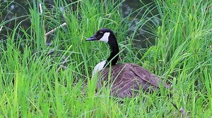 Breeding canada goose in nest with eggs hatching and incubating as nesting bird at lake shore in spring well protected in reed protecting the little biddies at waterfront is sleepy and tired sleeping