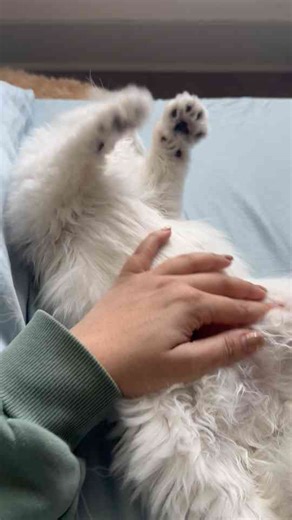 Fluffy Cat Enjoys a Relaxing Belly Rub