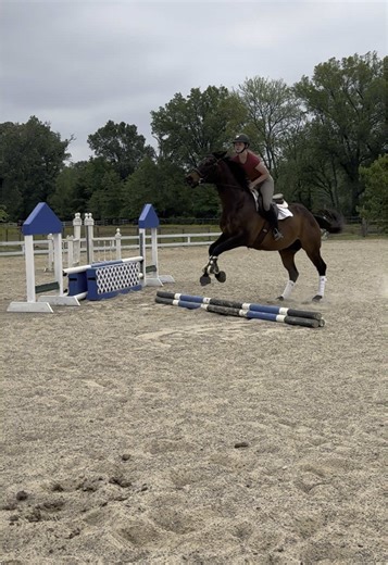 archie getting his leads down! #equestrian #hunterxhunter #jumper #archie