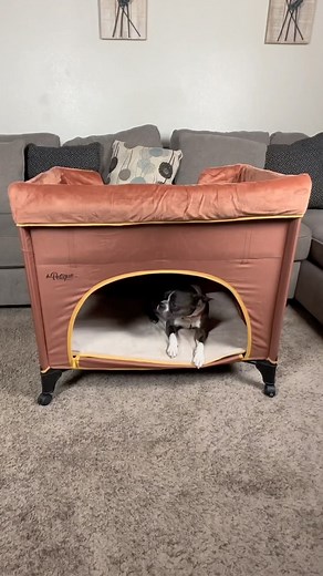 PETIQUE (Pet-Teek) Pet Supplies 🐶😻🐰 | The Bedside Lounge Pet Bed is a pet and pet parent DREAM🥰 It’s a pet bunk bed designed to keep fur off your furniture, prevent your pet... | Instagram