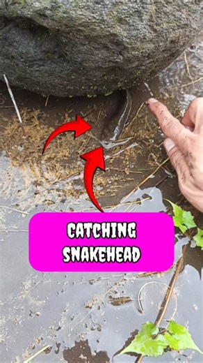 snakehead,snakehead lures,snakehead bites man...- SNAKEHEAD FISH #shorts #fish #channa #viralvideo