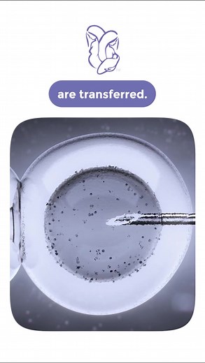 PGT Testing helps you understand your embryo’s health even before...