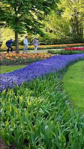 Keukenhof || Wonder Gardens| Walking Among Tulips 4K