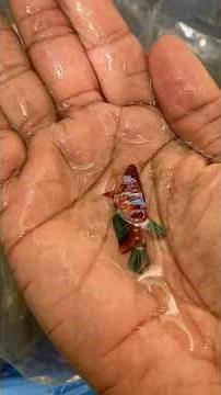 This type of female produces many Bettas.