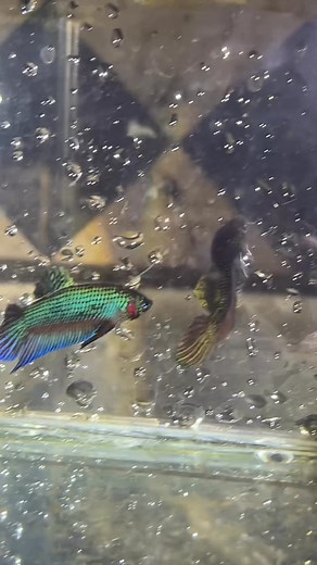 Hak Song Kea on Reels