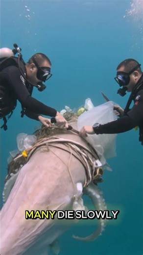 Giant squid tangled in plastic fighting for survival #rescue #ocean #wildlife
