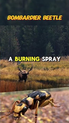 The Insect That Explodes on Purpose