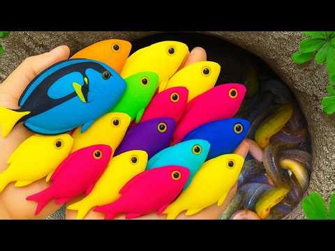 Catch Rare Fish in Small Pond with Baby Turtle, Guppy, and Koi