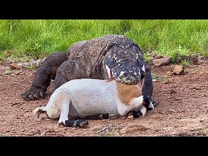 The peak of the Komodo dragon's ferocity meets its prey when it is hungry