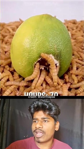 Lemon vs 10000 cockroach 🪳