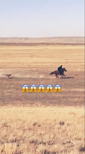 ❌ Caught on iPhone! Wolves Chasing a Horseman in the Steppe!