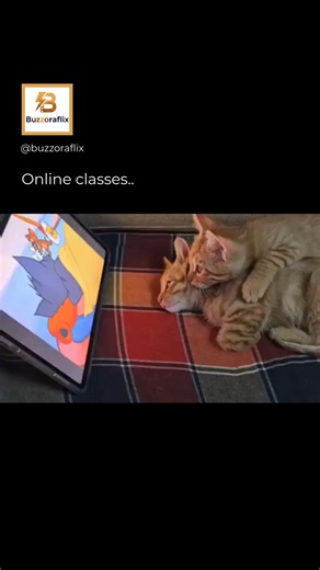Buzzora | The post shares a 28-second video of a ginger cat playfully sabotaging an online class by batting at the laptop screen and keyboard, with... | Instagram