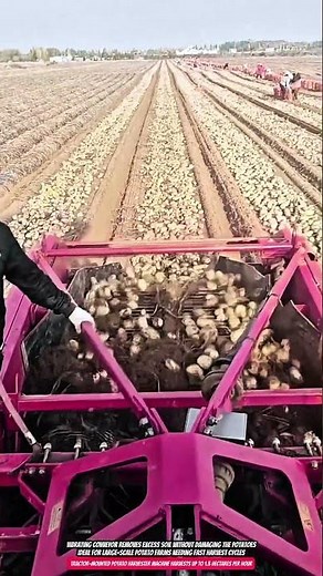 Tractor-Mounted Potato Harvester Machine Harvests Up to 1.5 Hectares per Hour