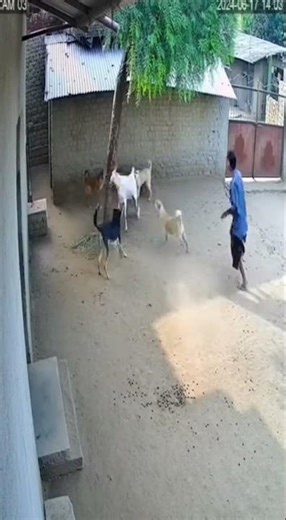 Stray Dogs Attack Goat | Real Village Incident