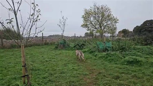 Best friends Nancy and Clover. | Playschool For Dogs