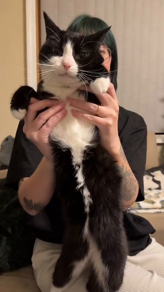 Daft Cat Shows Off Impressive Robot Dance Moves