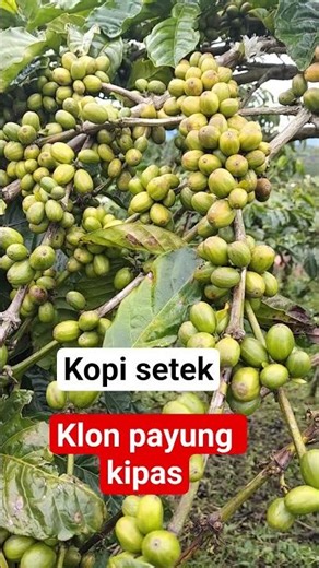 kopi setek klon tuggu payung kipas ll vidio short