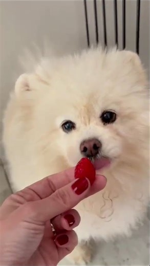 🍓 Sim, cães podem comer morango!