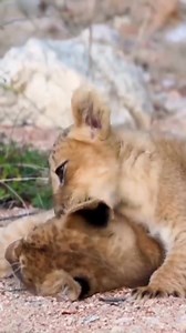 Animal Planet TV on Reels