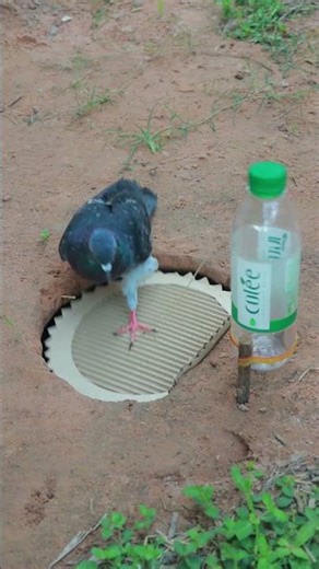 Effective bird trapping methods #shortvideo #pigeontrap #shorts