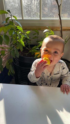 This guy, stealing from my lemon tree again 🌱🍋 #lemonhead #lemons #babyface #babyhumor #sourface #lemontree #fruittree | Whole Co