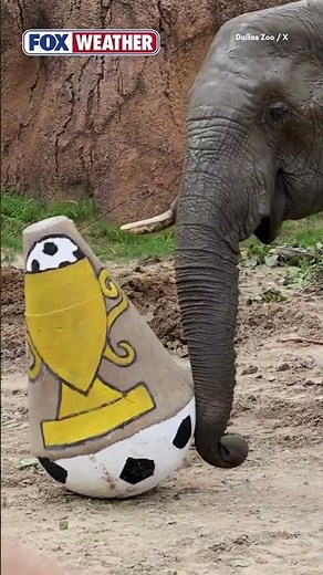 Dallas Zoo Ready For 2026 FIFA World Cup
