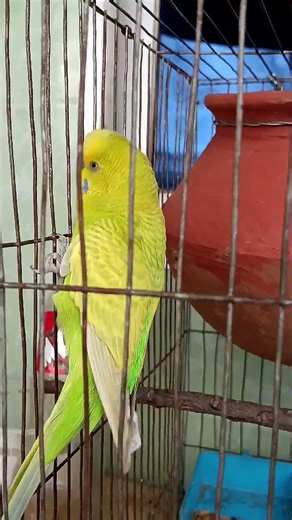 Masha Allah Masha Allah so beautiful yellow budgies chirping sound #birdsinging #birdfreaks #rare