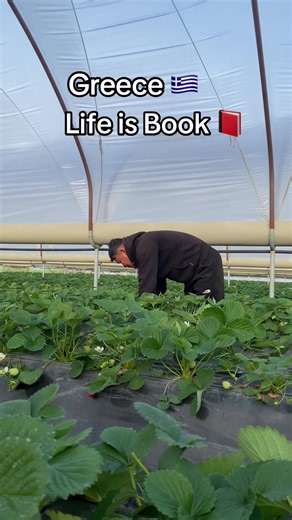 Growing Fresh Strawberries in Greece: A Farm Life Insight