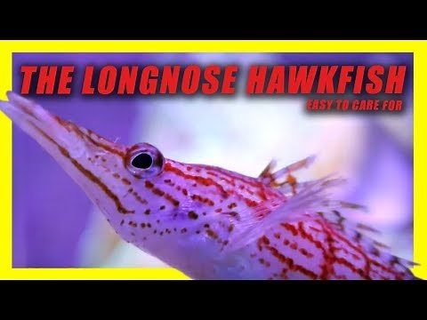 THE LONGNOSE HAWKFISH! REEF SAFE!