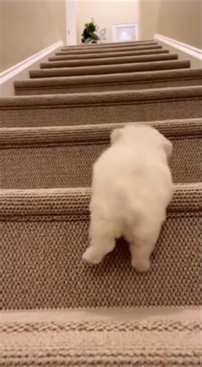 Tiny Puppy's Epic Stair Fail: So Close!