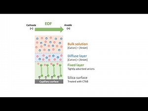 Capillary Electrophoresis (Part 6): Reversed Electroosmotic Flow