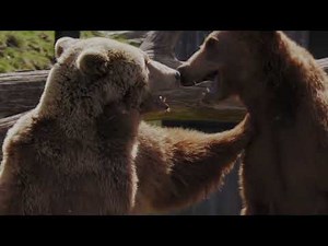 Bear Brawls & Wolverine Wrestling