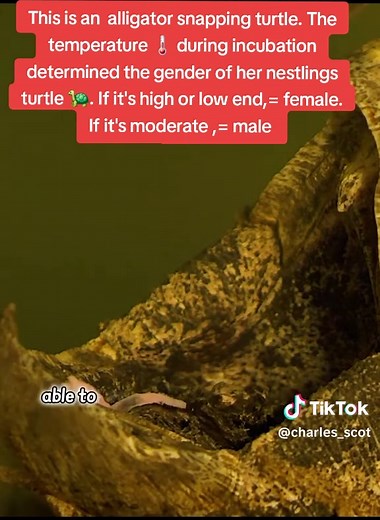 Wildlife Discovery on TikTok