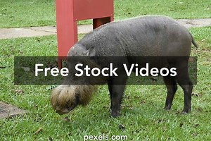 Wild Boar Videos, Download The BEST Free 4k Stock Video Footage & Wild Boar HD Video Clips