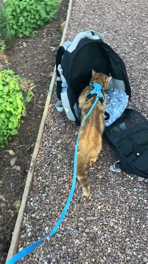 Cute cat Tigger going back to rucksack ;)