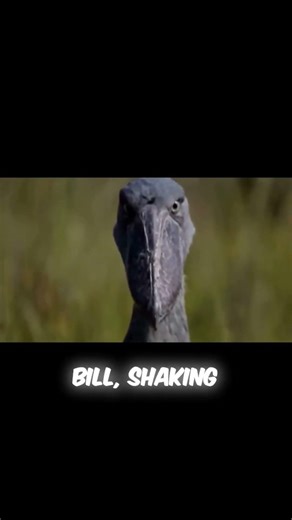 This Bird Eats Baby CROCODILES! 🐊💀 #Shorts #facts