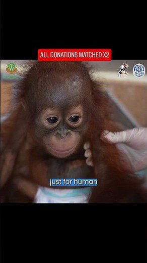 Traumatized Baby Orangutan Rescued From Tiny Cage #babyanimals #orangutans #animals #animalrescue