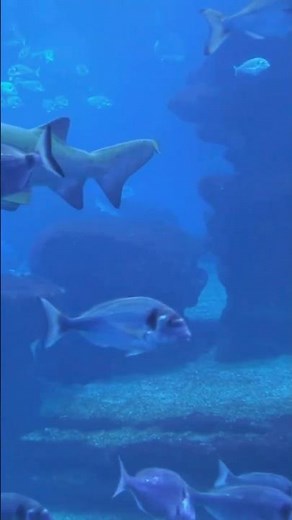 The Bizarre Goblin Shark: Nature's Most Mysterious Predator