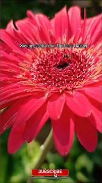 How to Save Gerbera Daisy Seeds for Next Season!