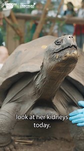 14K views · 437 reactions | What it takes to care for a giant tortoise  Our Conservation HQ series is created together with Liontrust Heroes 女 | London Zoo | Facebook